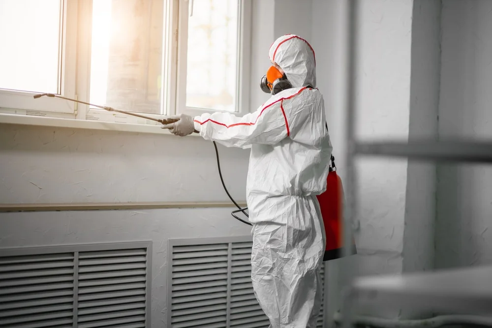 Professional mold remediation services in Anthony, TX